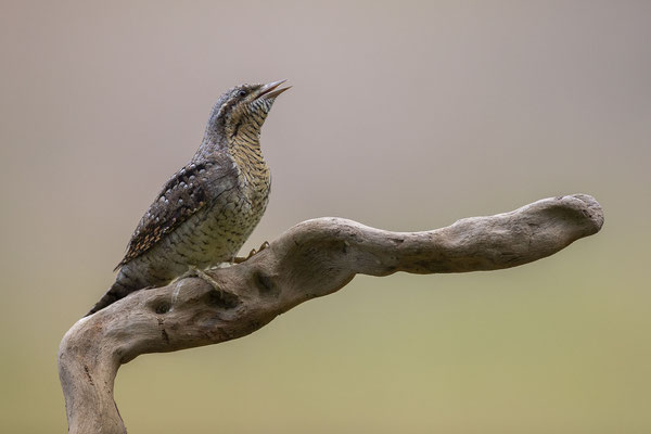 © Eurasian Wryneck / Slovenia