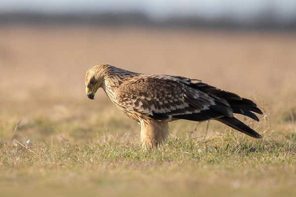 © Imperial Eagle / Hungary
