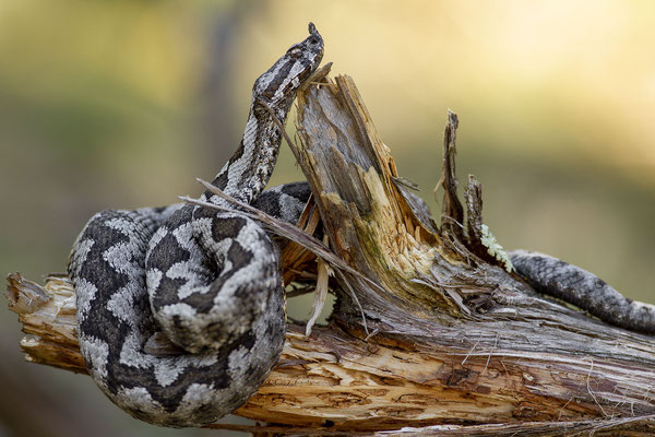 © Nose-horned Viper / Slovenia