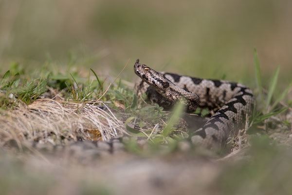 © Nose-horned Viper / Slovenia