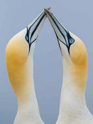 © Northern Gannet / North Sea, Germany