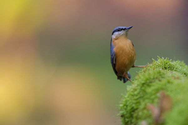 © Eurasian Nuthatch / Slovenia