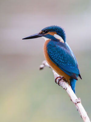 © Common Kingfisher / Slovenia