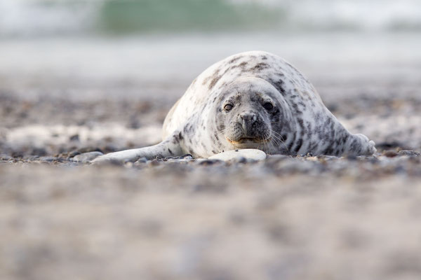 © Grey Seal / North Sea, Germany