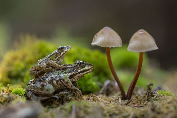 © Grass Frog / Slovenia