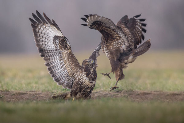 © Common Buzzard / Serbia