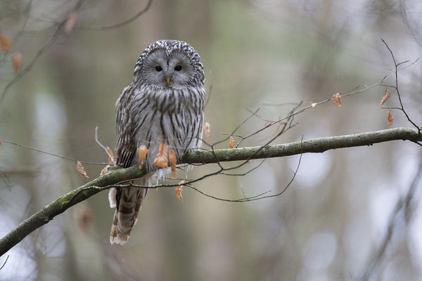 © Ural Owl / Slovenia