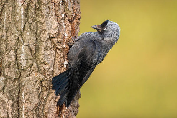 © Eurasian Jackdaw / Serbia