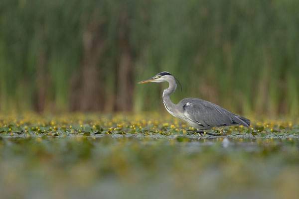 © Grey Heron / Slovenia