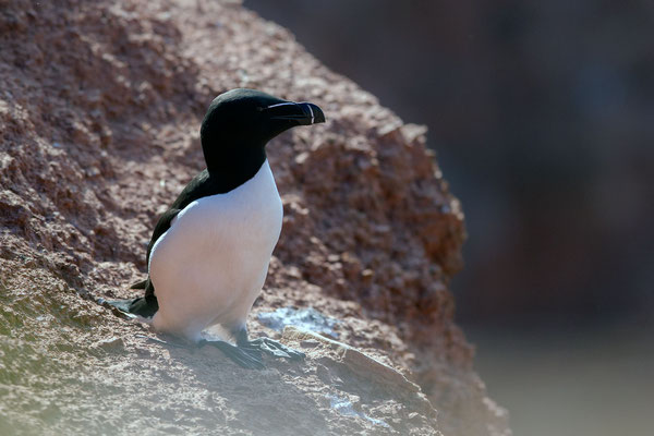 © Razorbill / North Sea, Germany