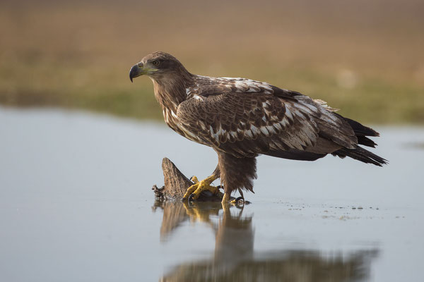 © White-tailed Eagle / Hungary