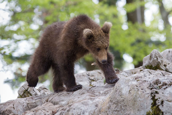 © Brown Bear / Slovenia