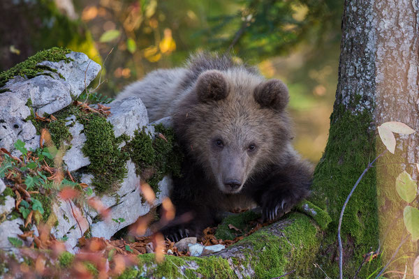 © Brown Bear / Slovenia