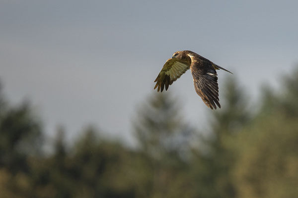 © Marsh Harrier / Slovenia
