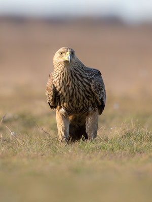© Imperial Eagle / Hungary