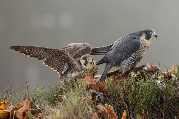 © Peregrine Falcon / Czech Republic