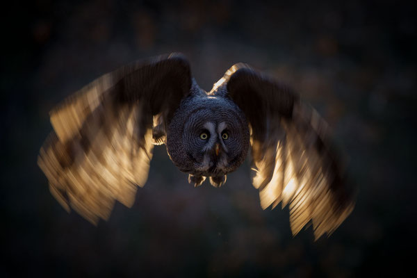 © Great Grey Owl / Sweden