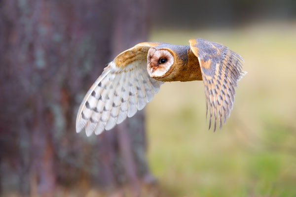 © Barn Owl / Slovenia