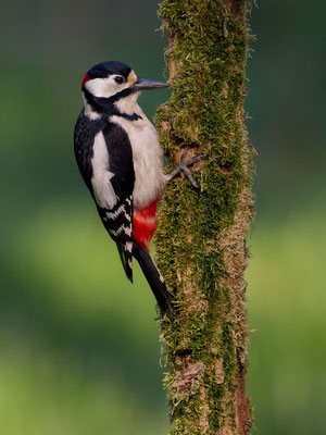 © Great Spotted Woodpecker / Slovenia