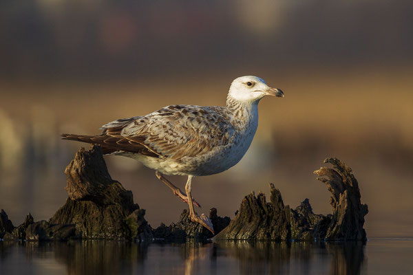 © Yellow-legged Gull / Slovenia