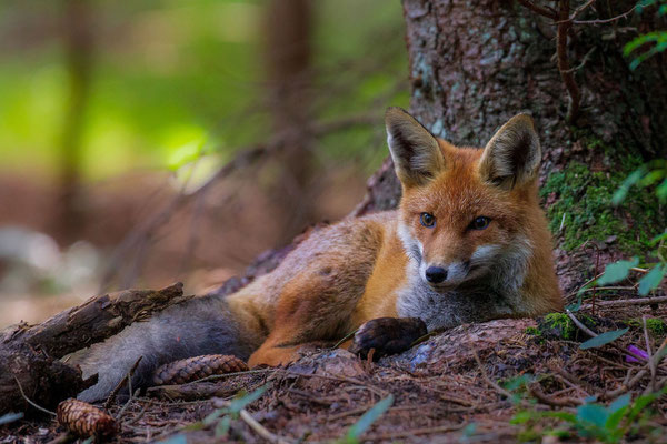 © Red Fox / Slovenia