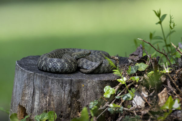 © Dice Snake / Slovenia
