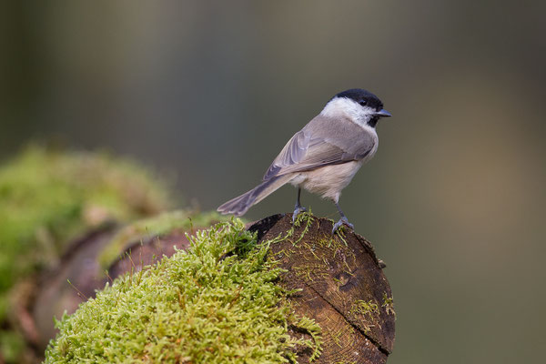 © Marsh Tit / Slovenia