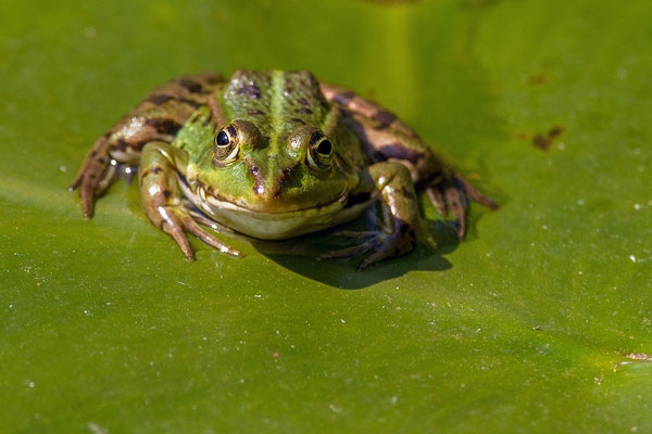 © Pool Frog / Slovenia