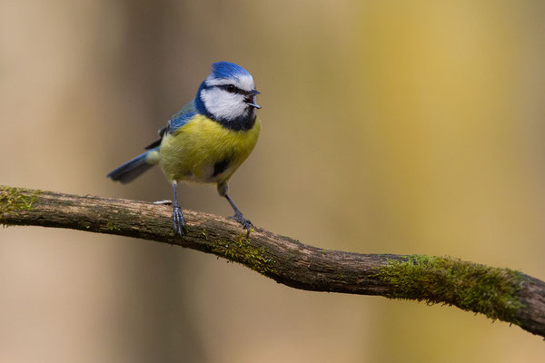 © Great Tit / Slovenia