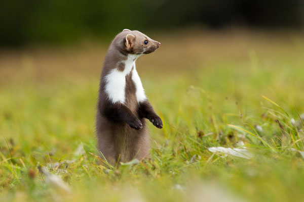 © Beech Marten / Croatia