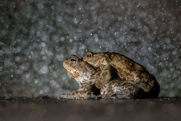 © Common Toad / Slovenia