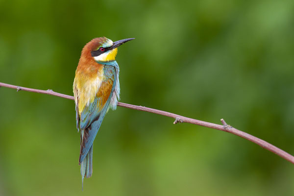 © European Bee-eater / Slovenia
