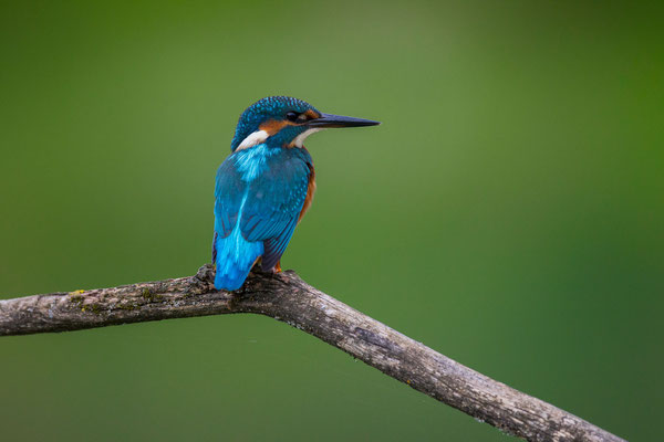 © Common Kingfisher / Slovenia
