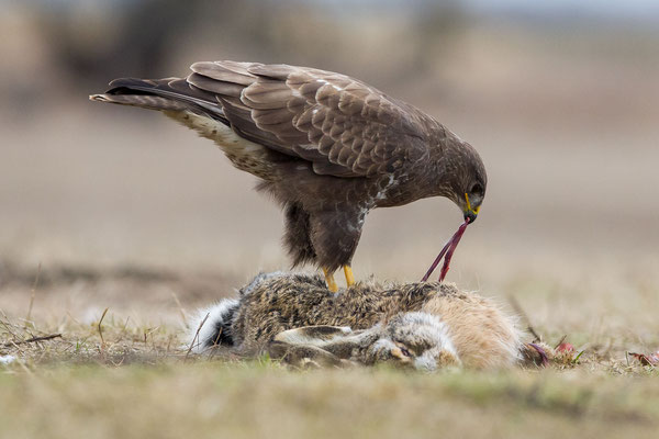 © Common Buzzard / Hungary