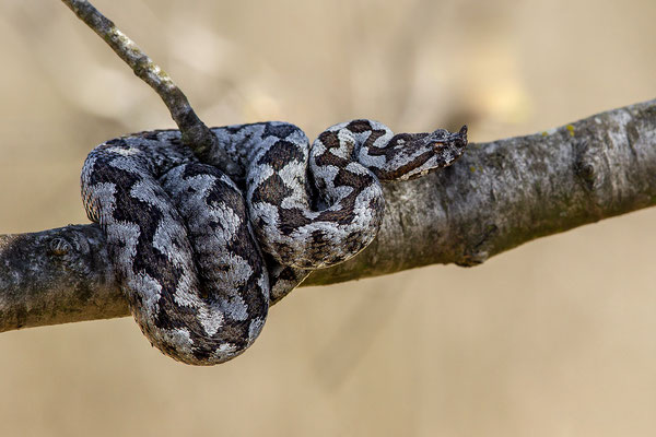 © Nose-horned Viper / Slovenia