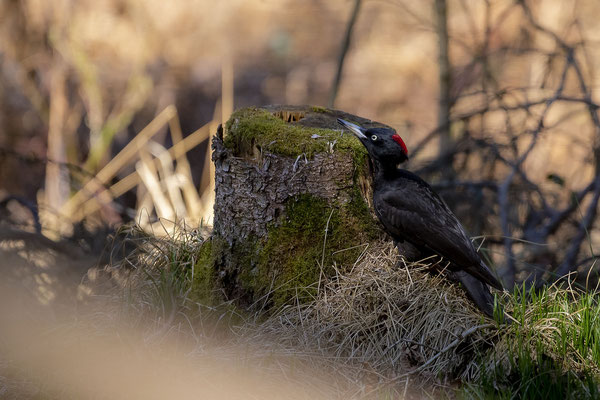 © Black Woodpecker / Slovenia