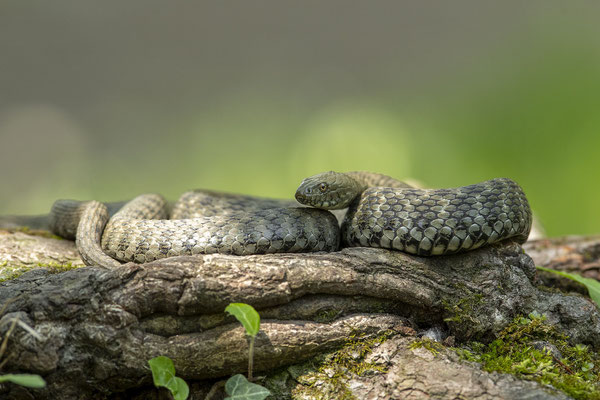 © Dice Snake / Slovenia