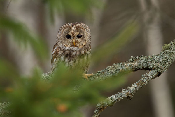 © Tawny Owl / Slovenia 
