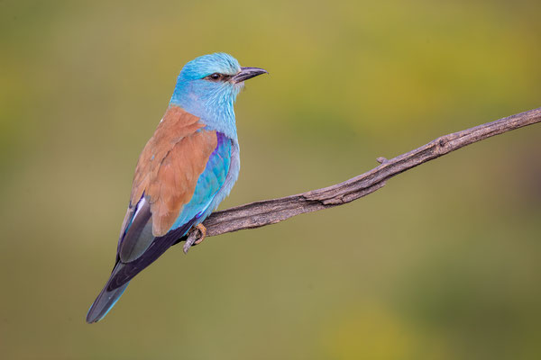 © European Roller / Serbia