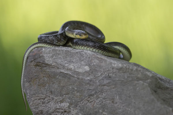 © Aesculapian Snake / Slovenia