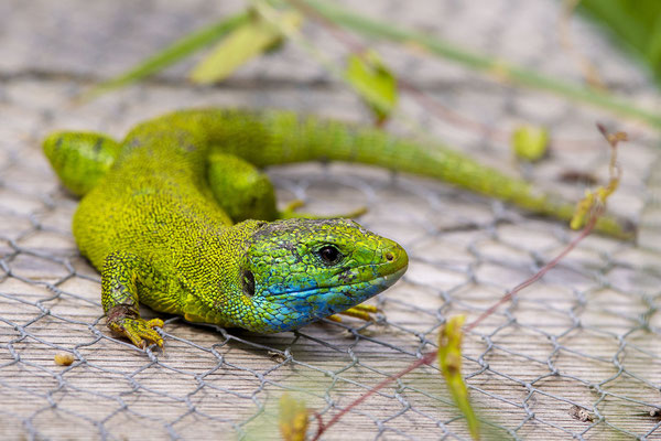 © European Green Lizard / Italy