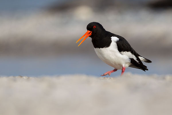 © Eurasian Oystercatcher / North Sea, Germany