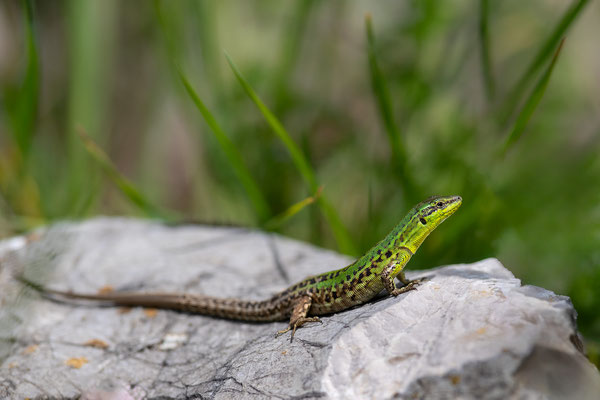 © Italian Wall Lizard / Croatia