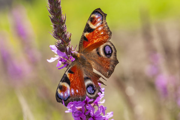 © Peacock Butterfly / Slovenia