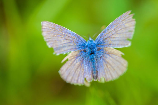 © Common Blue / Slovenia