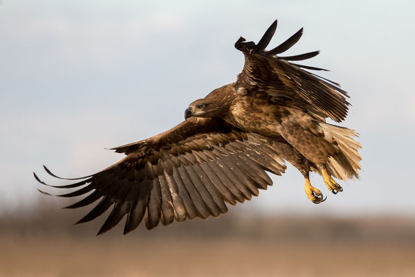 © White-tailed Eagle / Hungary