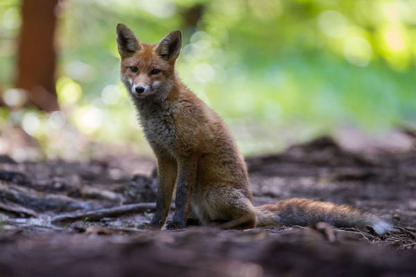 © Red Fox / Slovenia