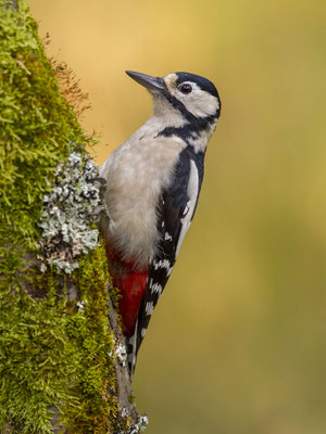 © Great Spotted Woodpecker / Slovenia