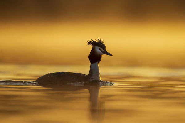 © Great Crested Grebe / Slovenia