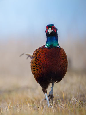 © Common Pheasant / Hungary